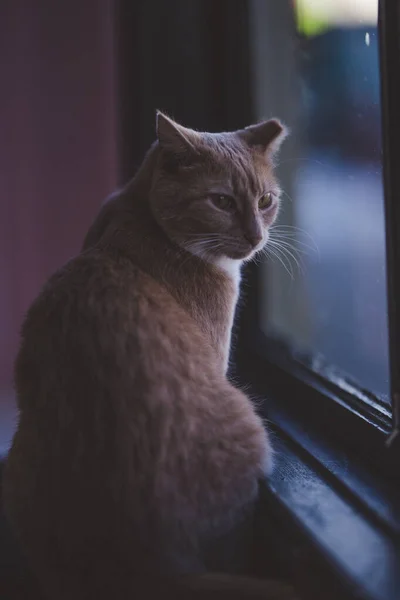 Közelről Kilátás Aranyos Macska — Stock Fotó