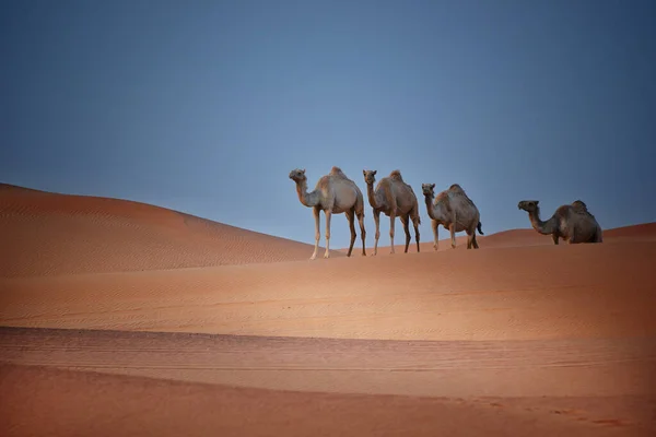 Velbloudi Poušti Morocco — Stock fotografie