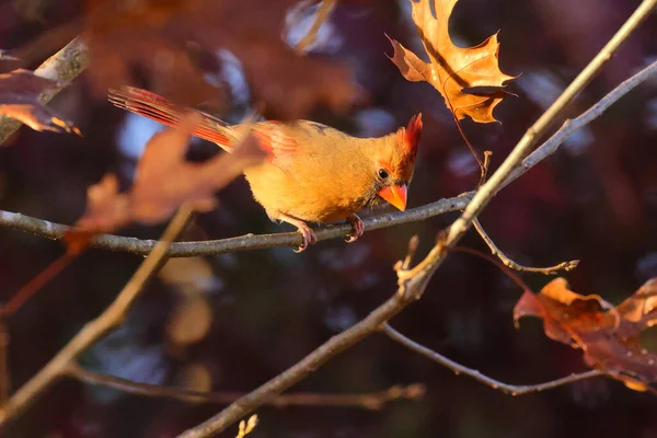 Hermoso Tiro Pájaro Joven Hábitat Natural —  Fotos de Stock