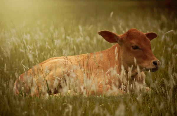 Cow Meadow — Stock Photo, Image