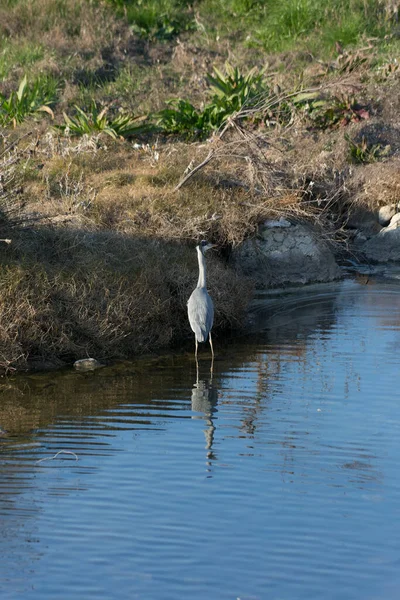 Aigrette Blanche Dans Eau — Photo