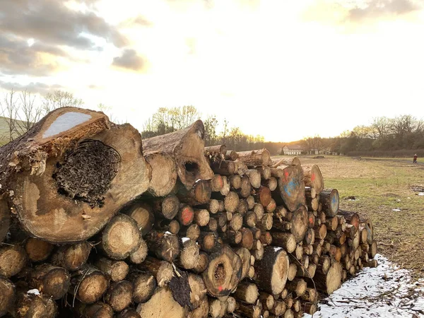 Brennholzstapel Wald — Stockfoto