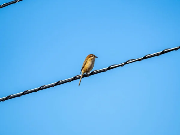 Close Van Vogels Natuurlijke Habitat — Stockfoto