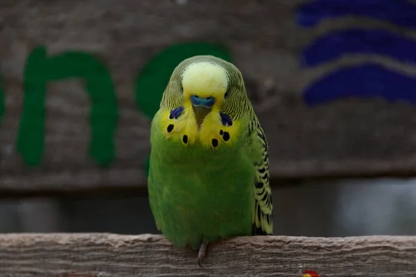 Зеленый Попугай Сидит Деревянной Доске — стоковое фото
