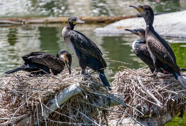 Pájaros Negros Agua — Foto de Stock