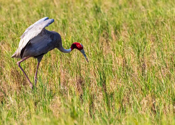 Black Stork Grass — Stock Photo, Image