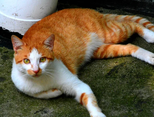 Gato Rua — Fotografia de Stock