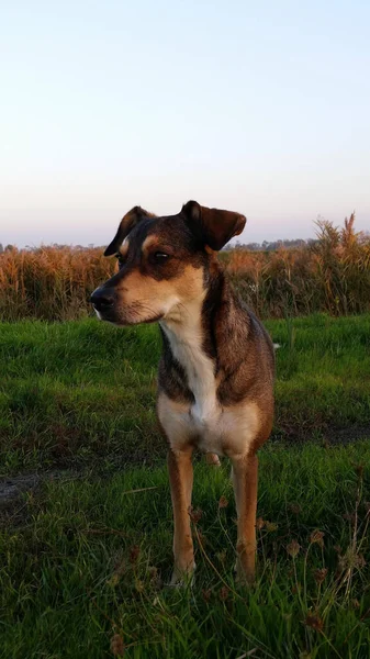 Vista Del Cane Che Gioca All Aperto — Foto Stock