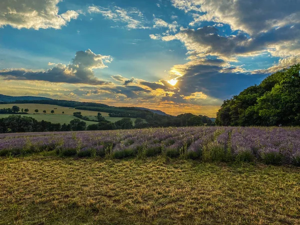 ラベンダー畑が広がる美しい風景 — ストック写真