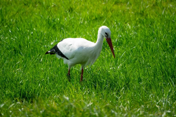 Cigogne Blanche Sur Herbe — Photo