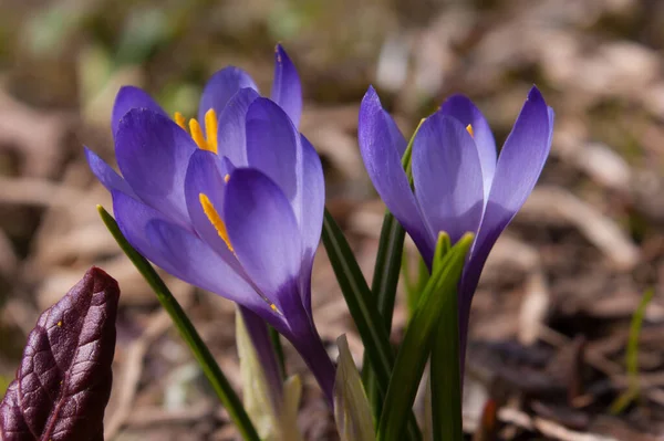 Piękne Purpurowe Kwiaty Krokusa Ogrodzie — Zdjęcie stockowe