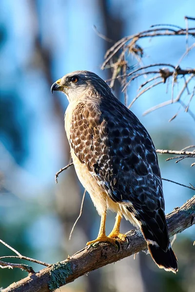 枝に鳥がいて — ストック写真