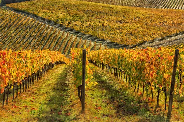 Weinberg Der Region Chianti Italien — Stockfoto