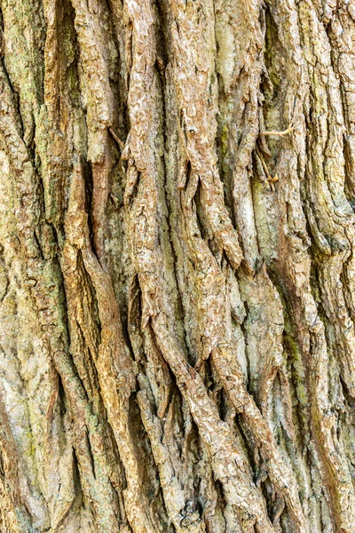 Kůra Starého Stromu — Stock fotografie