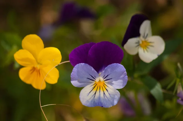庭で育つ美しい花は — ストック写真