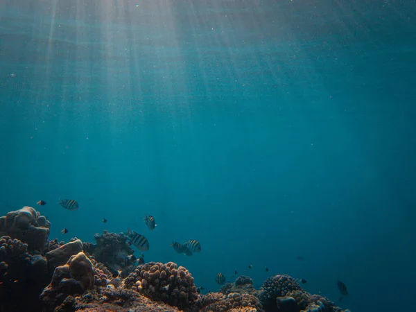 Vue Sous Marine Récif Corallien Dans Mer Rouge Égypte — Photo