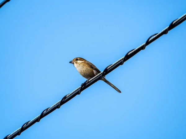 Close Pássaro Habitat Natural — Fotografia de Stock