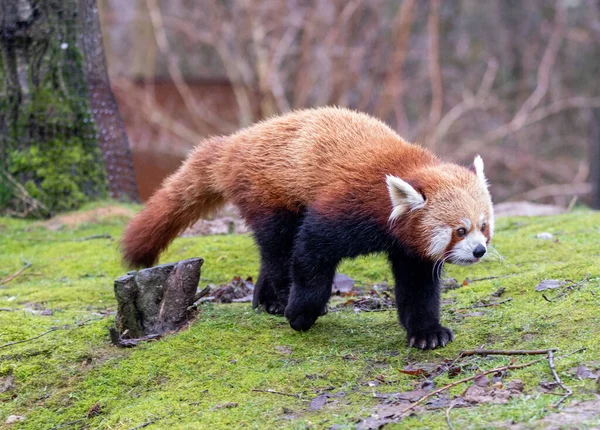 Mignon Panda Rouge Dans Forêt — Photo