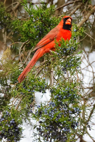 Рыжий Попугай Сидит Ветке Дерева — стоковое фото