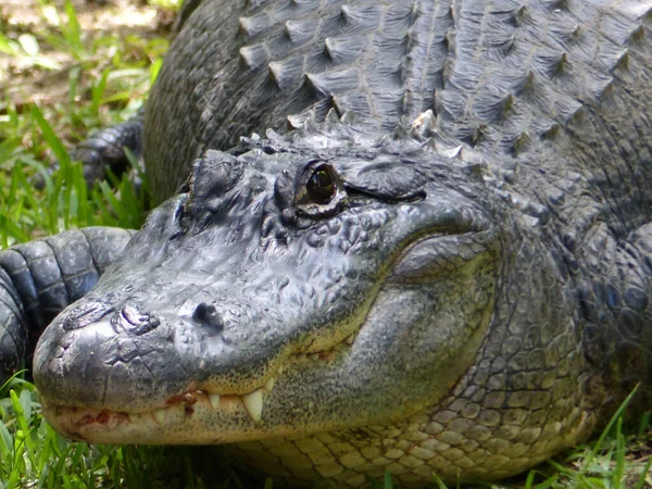 Tête Crocodile Reptile Animal Prédateur Mammifère Faune Faune Gros Plan — Photo