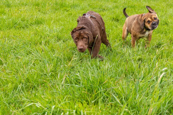 Собаки Зеленой Траве — стоковое фото