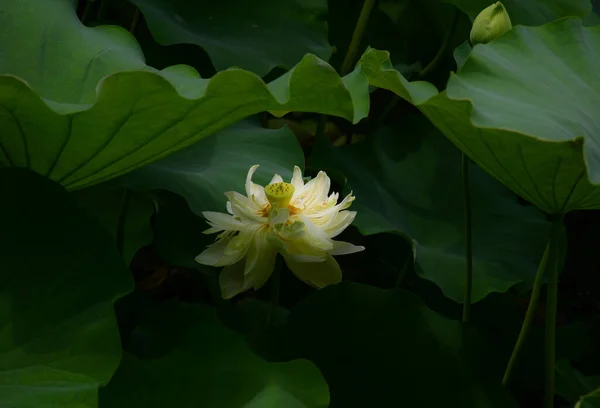 Fleur Lotus Dans Jardin — Photo