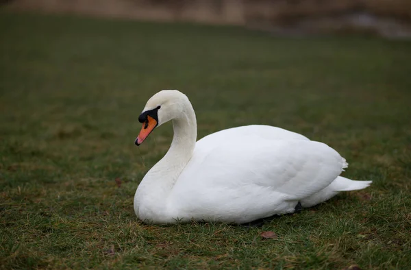 Cigno Bianco Sul Lago — Foto Stock