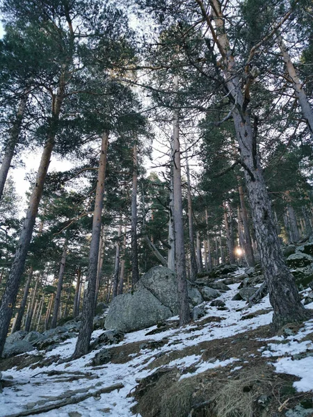 Bela Floresta Inverno Com Neve — Fotografia de Stock