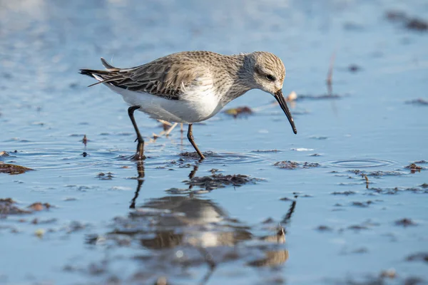 Een Close Shot Van Een Prachtige Vogel Het Water — Stockfoto