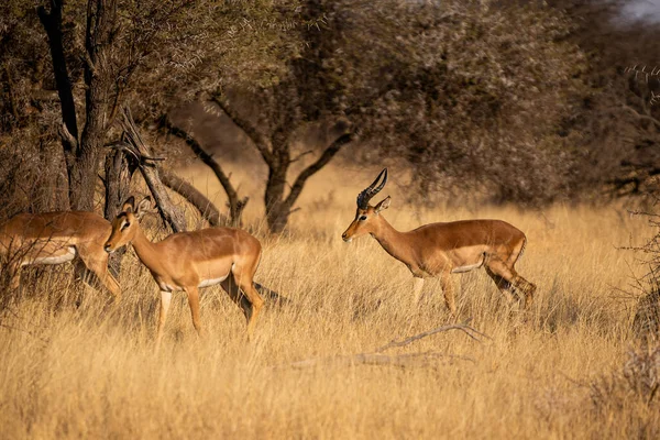 Антилопы Национальном Парке Ботсвана — стоковое фото