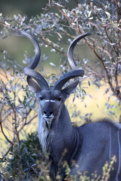 Closeup Shot Male Deer Forest — Stock Photo, Image