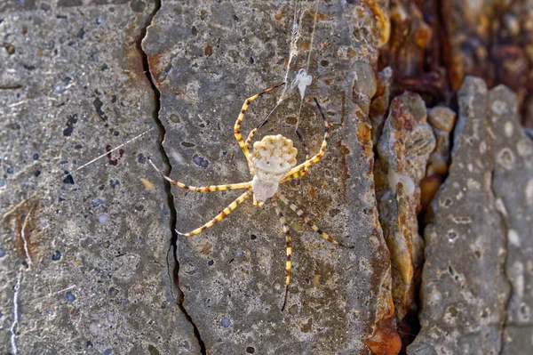 Close Dead Spider Rock — Stock Photo, Image