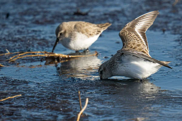 Cygne Blanc Sur Lac — Photo