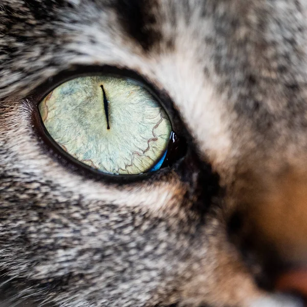 Cat Eye Närbild — Stockfoto