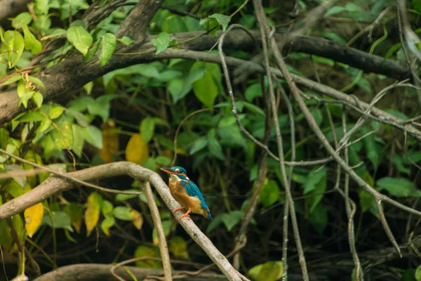 Güzel Kuş Hayvanat Bahçesinde Bir Papağan — Stok fotoğraf