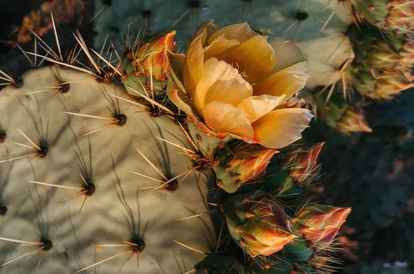 Beautiful Botanical Shot Natural Wallpaper — Stock Photo, Image