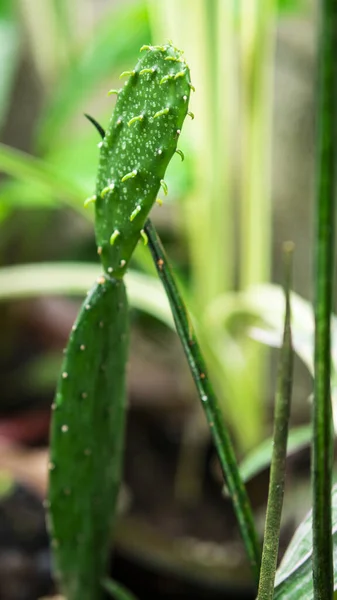 植物の緑の葉 — ストック写真