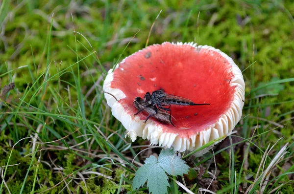 Roter Pilz Wald — Stockfoto