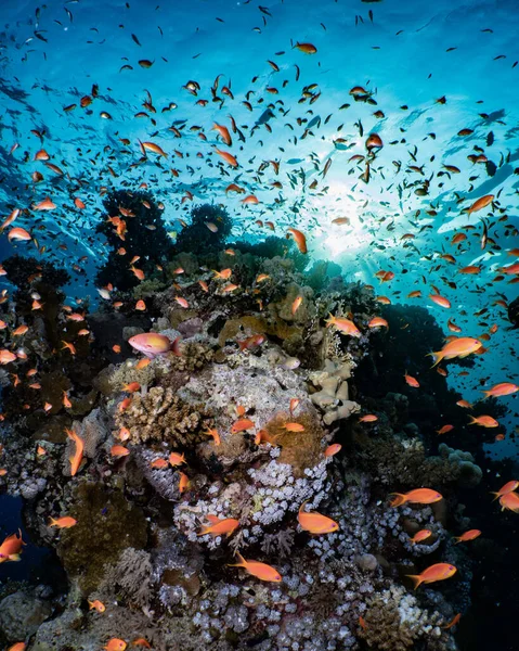 Υποβρύχια Θέα Ενός Ψαριού Στην Κόκκινη Θάλασσα — Φωτογραφία Αρχείου