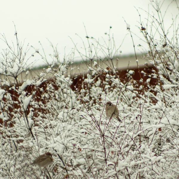 Птица Снегу — стоковое фото