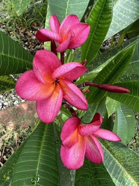 庭の美しいピンクの花 — ストック写真