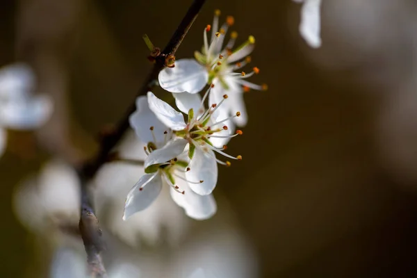 Bílé Květy Větvi Stromu — Stock fotografie