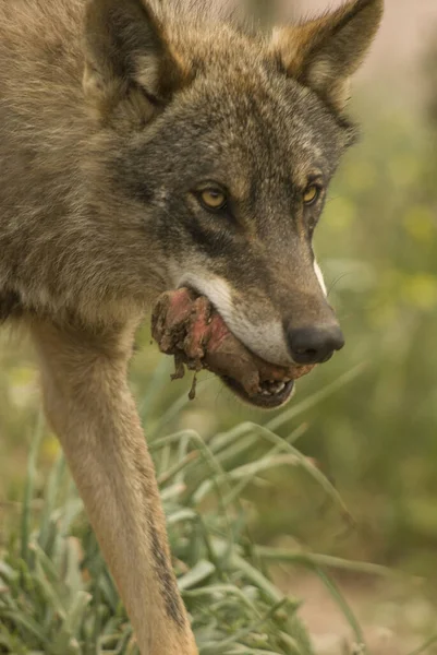 Portret Van Wolf Achtergrond Close — Stockfoto