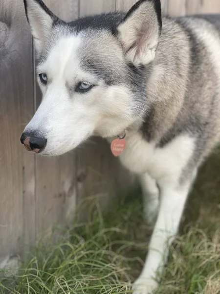 Porträtt Söt Hund Står Utanför — Stockfoto