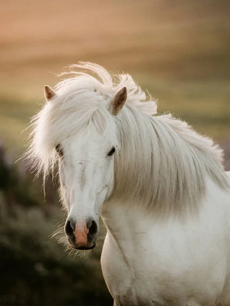 Retrato Hermoso Caballo Blanco — Foto de Stock