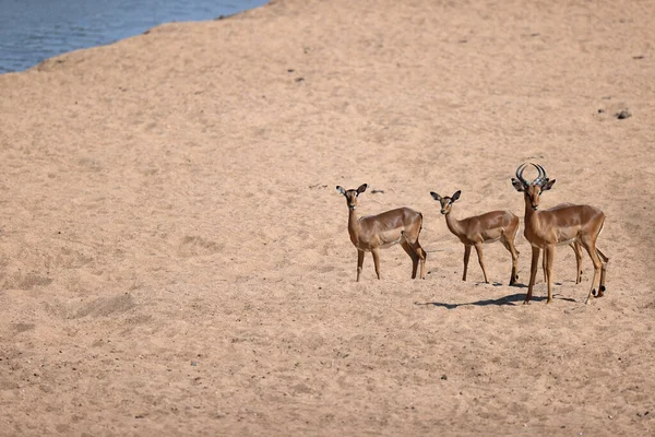 Een Prachtig Shot Van Een Jong Hert Woestijn — Stockfoto