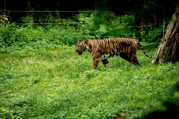 Tigre Dans Zoo — Photo