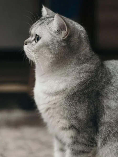 Cat Floor — Stock Photo, Image