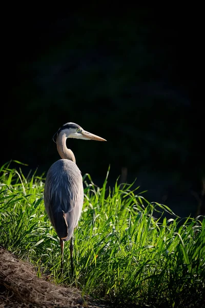 Aigrette Blanche Dans Eau — Photo