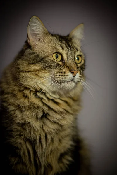 背景に美しい猫の肖像画があります — ストック写真